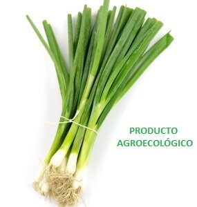 Cebolla cambray / 500 gramos