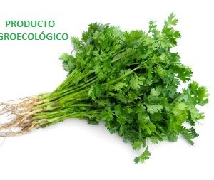 Cilantro / 100 gramos