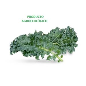 Kale / 250 gramos