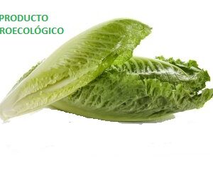 Lechuga corazón verde / pieza