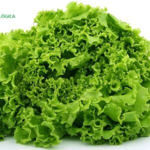 Lechuga escarola / pieza
