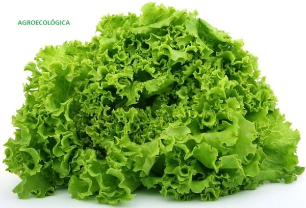 Lechuga escarola / pieza