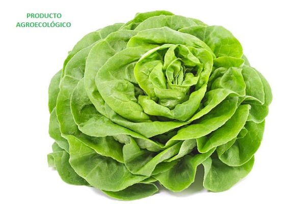 Lechuga francesa / pieza
