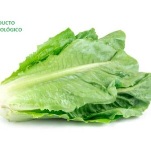 Lechuga italiana / pieza