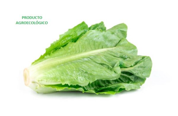 Lechuga italiana / pieza