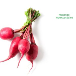 Rábano rojo / 500 gramos