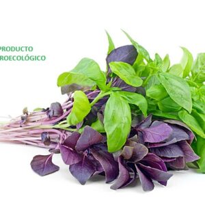 Albahaca verde y morada / Manojo 100 gramos