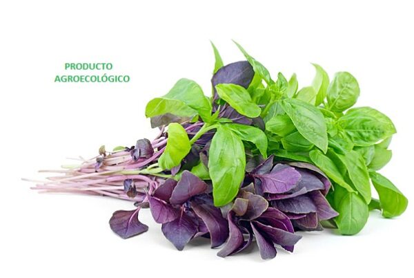 Albahaca verde y morada / Manojo 100 gramos