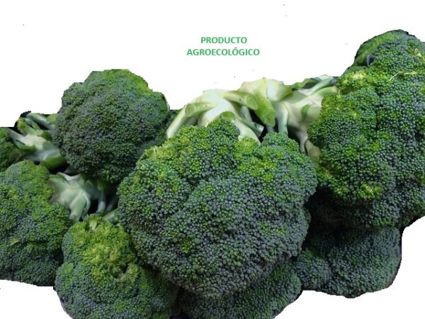 Brocoli / 1 kilo