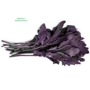 Epazote Morado / 100 gramos