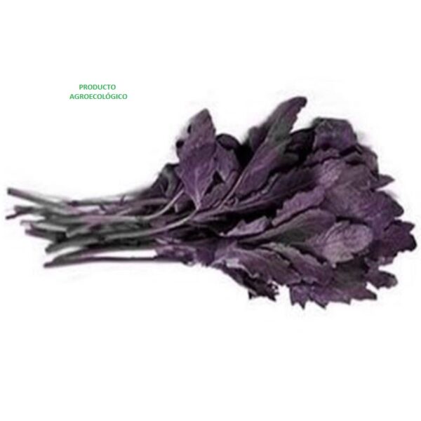 Epazote Morado / 100 gramos