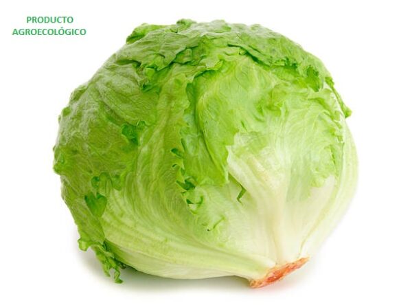 Lechuga Romana / pieza