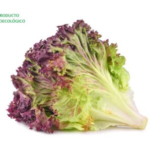 Lechuga sangría / pieza