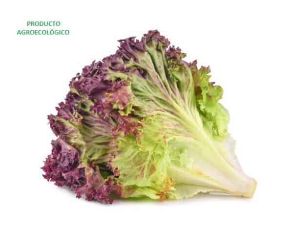 Lechuga Sangría / pieza