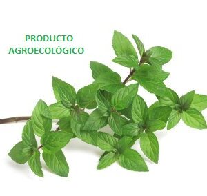 Menta / 100 gramos