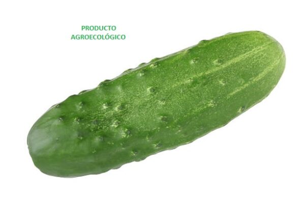 Pepino / 1 kg